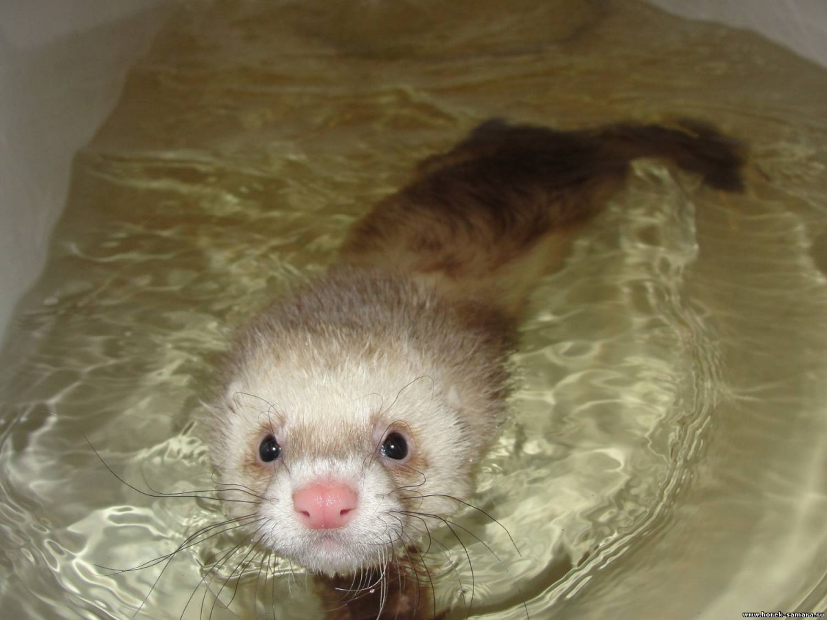 Мытьё хорька