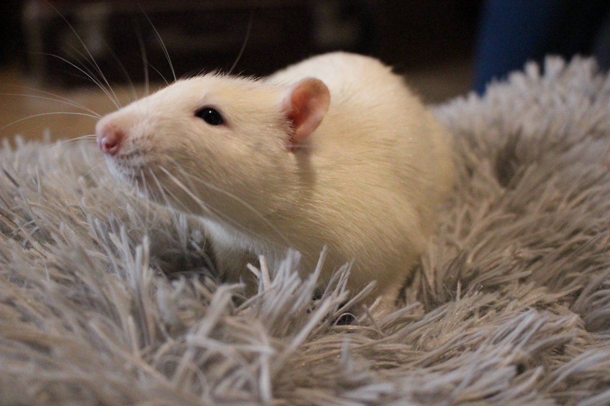 Хорек спортсмен