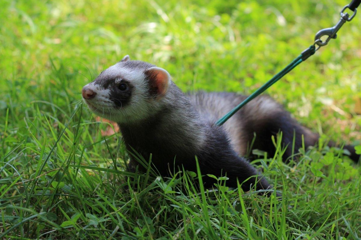 Крымский хорек