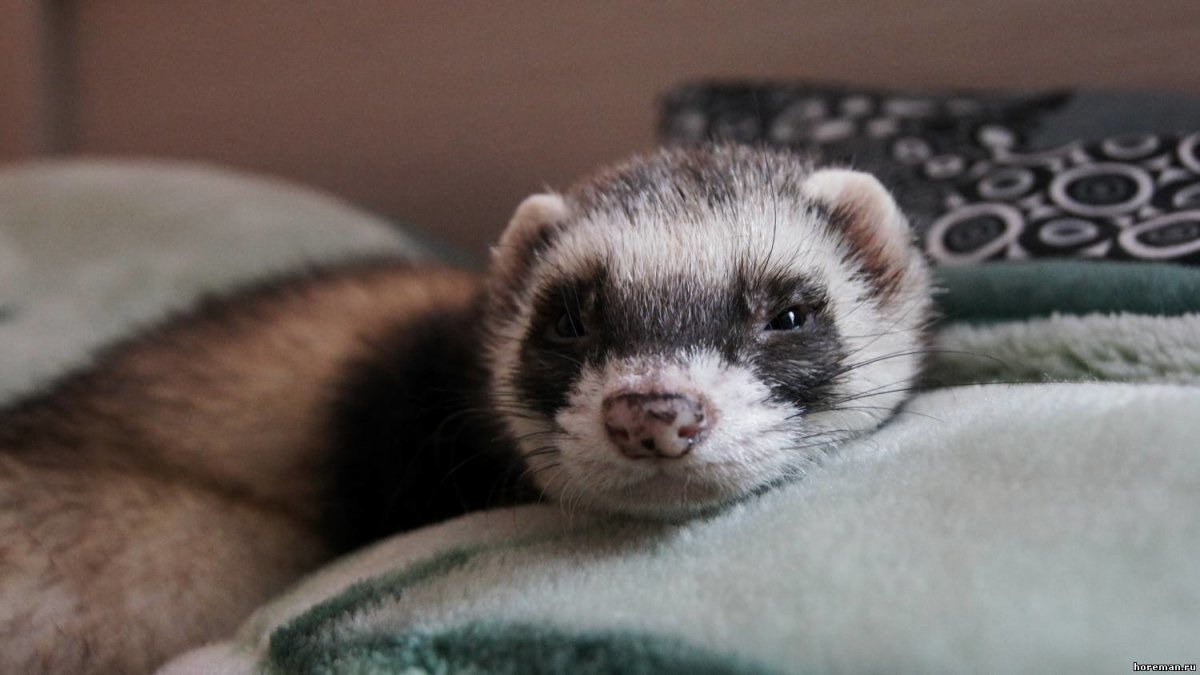 Mustela lutreola норка европейская