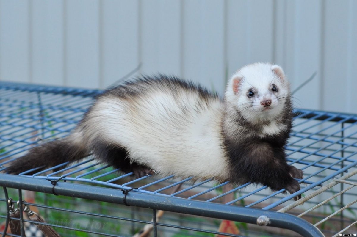 Хорек с пушистым хвостом