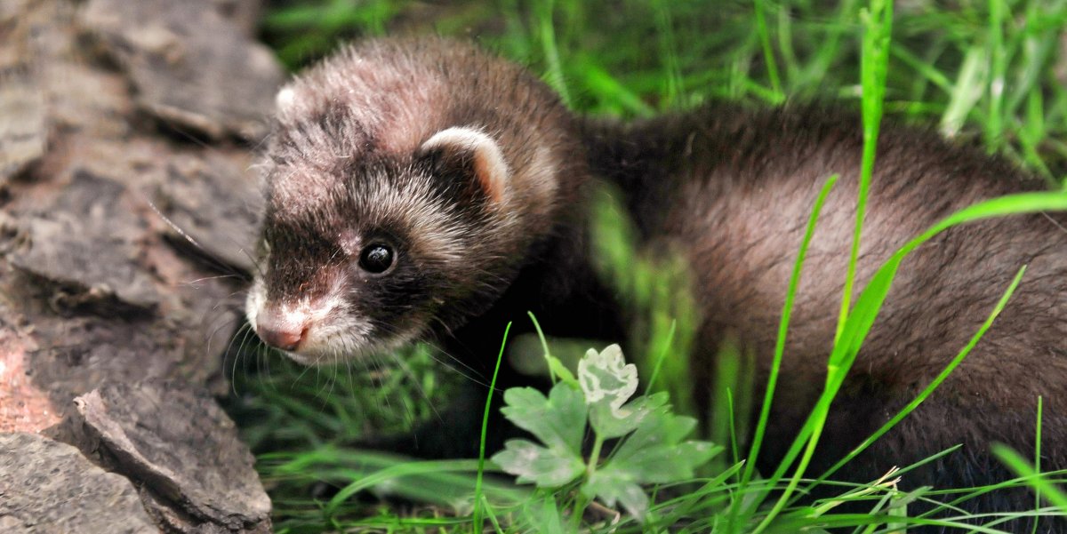 Картинки хорька