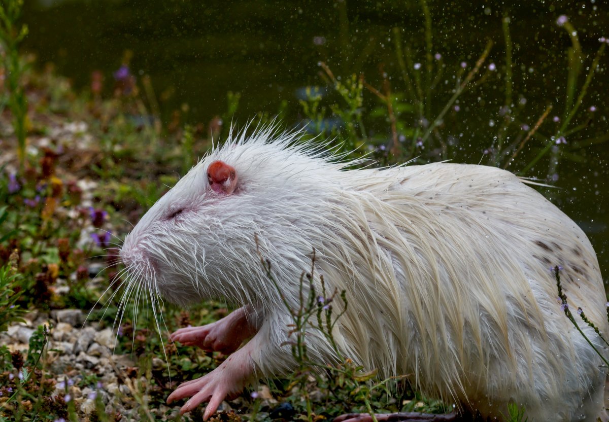 Ондатра хорек выдра