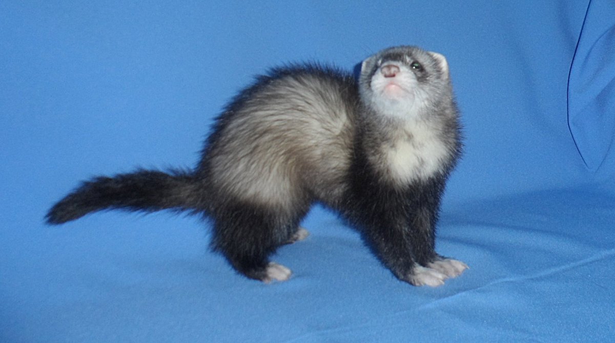 Лесной хорёк