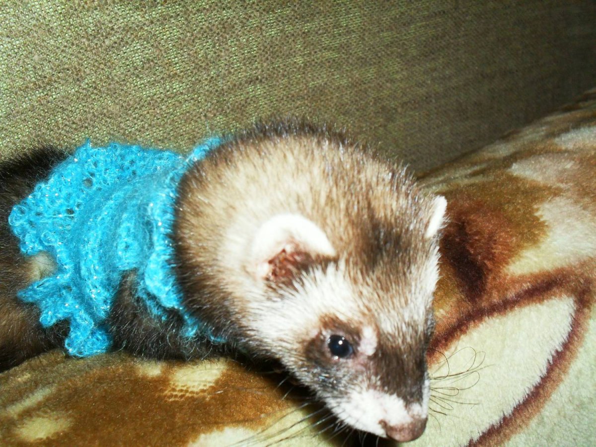 Mustela lutreola норка