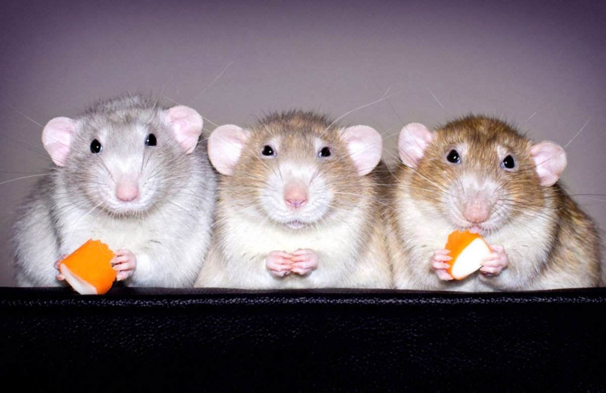 Крысы декоративные милые