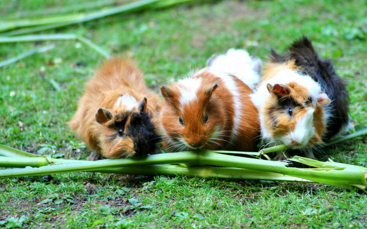 Трава для морских свинок