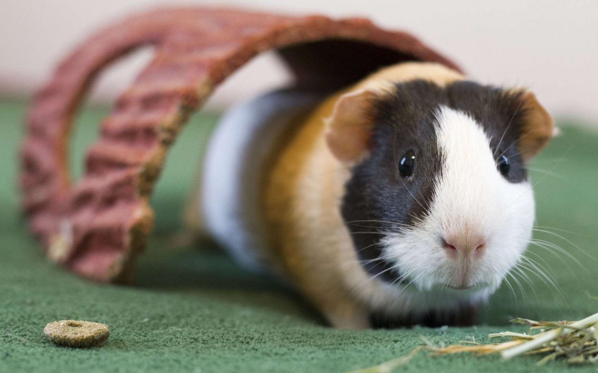 Морская Свинка Дамбо