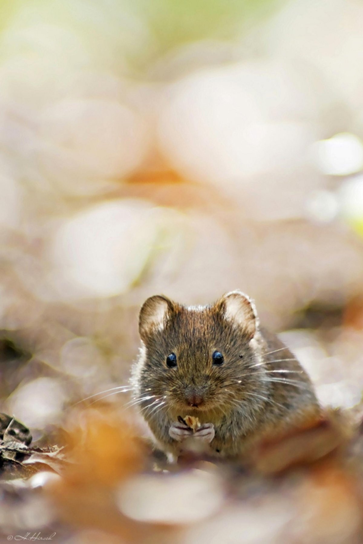 Красивая мышка