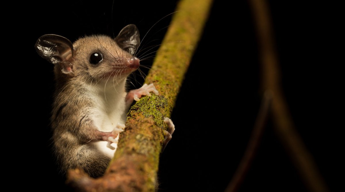 Мышевидный опоссум Marmosa cinerea