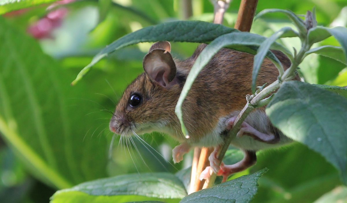 Мышь-полевка декоративная