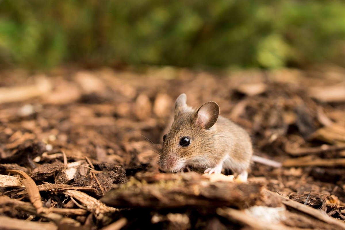 Мышка животное