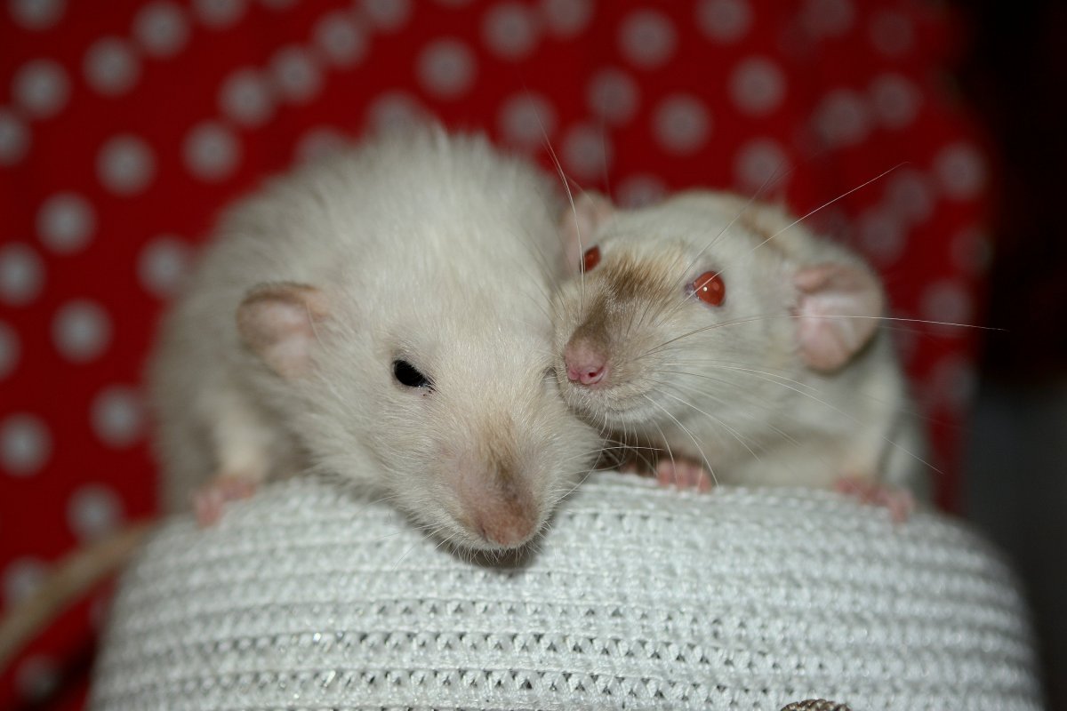 Домашние белые мыши