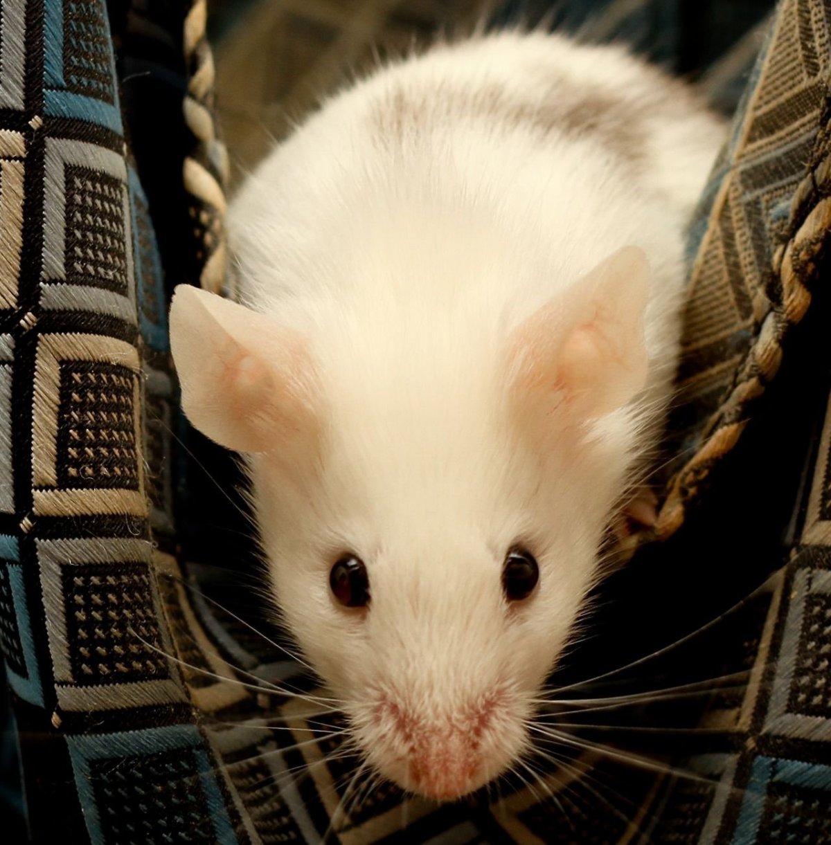 Белая декоративная крыса