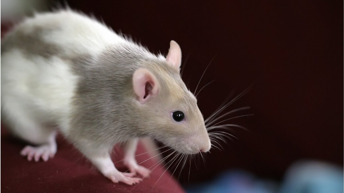 Мышь домашняя декоративная
