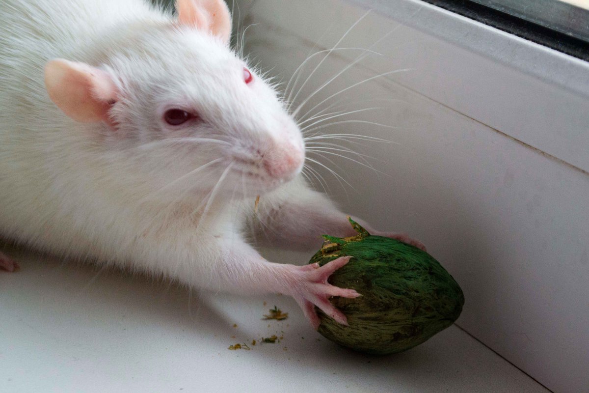 Морская крыса