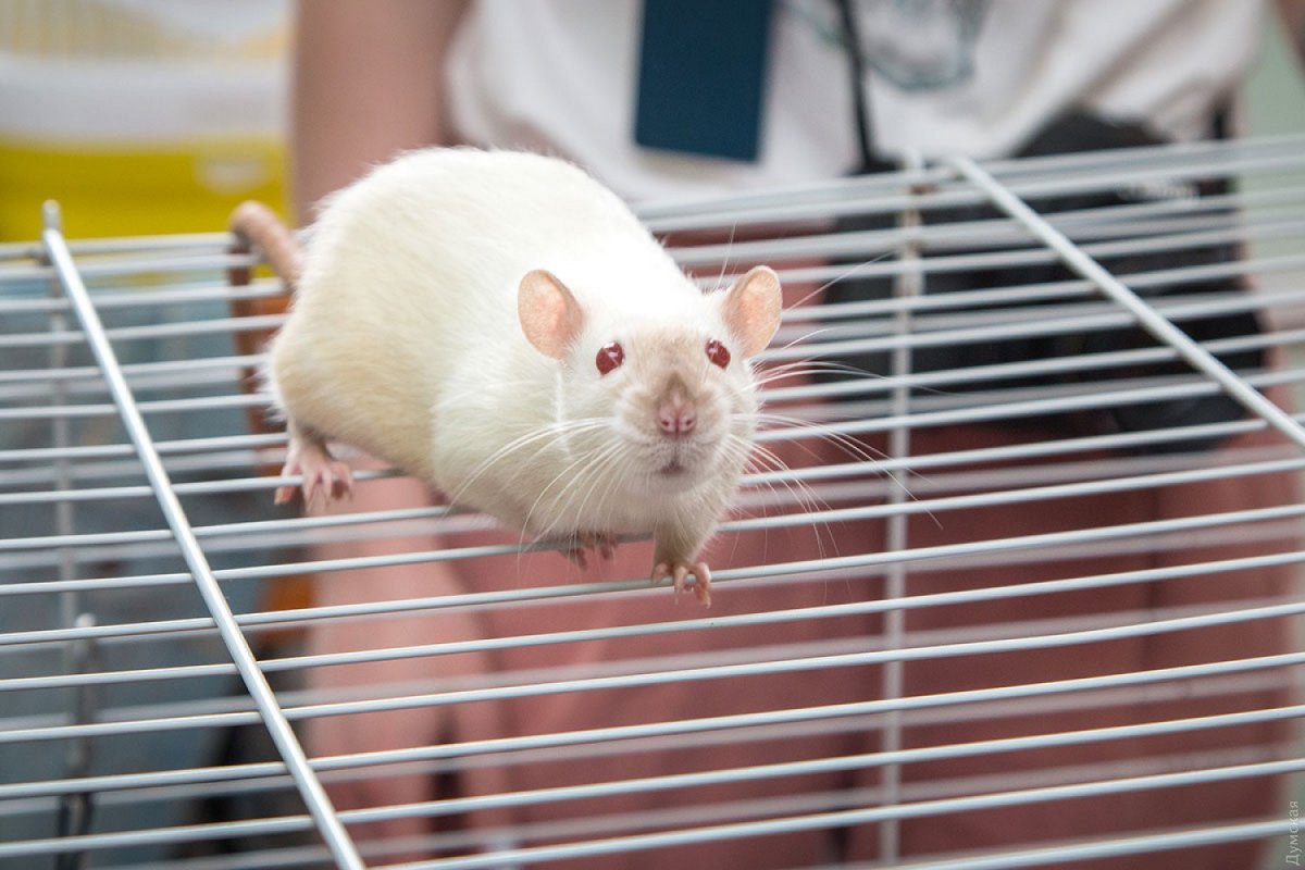 Крыса альбинос