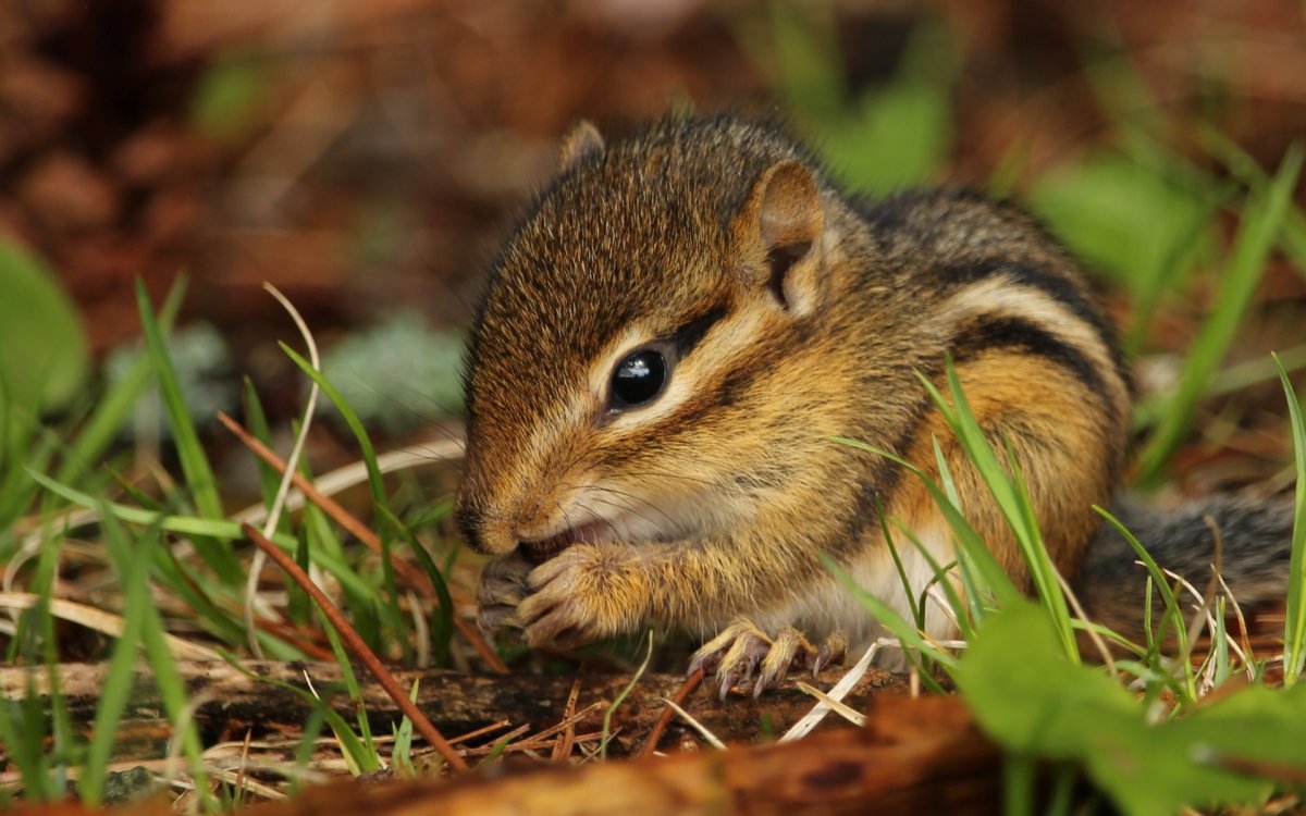 Грызуны бурундук