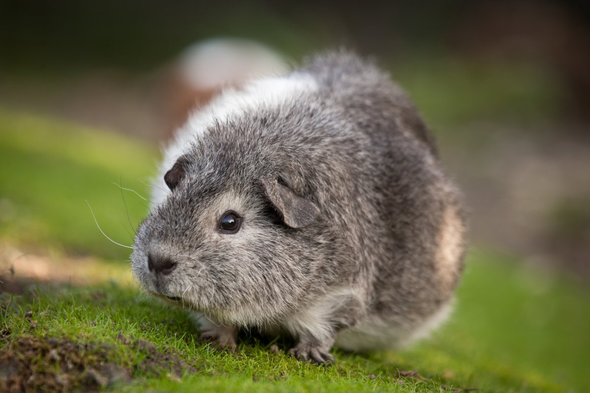 Удивительные Грызуны