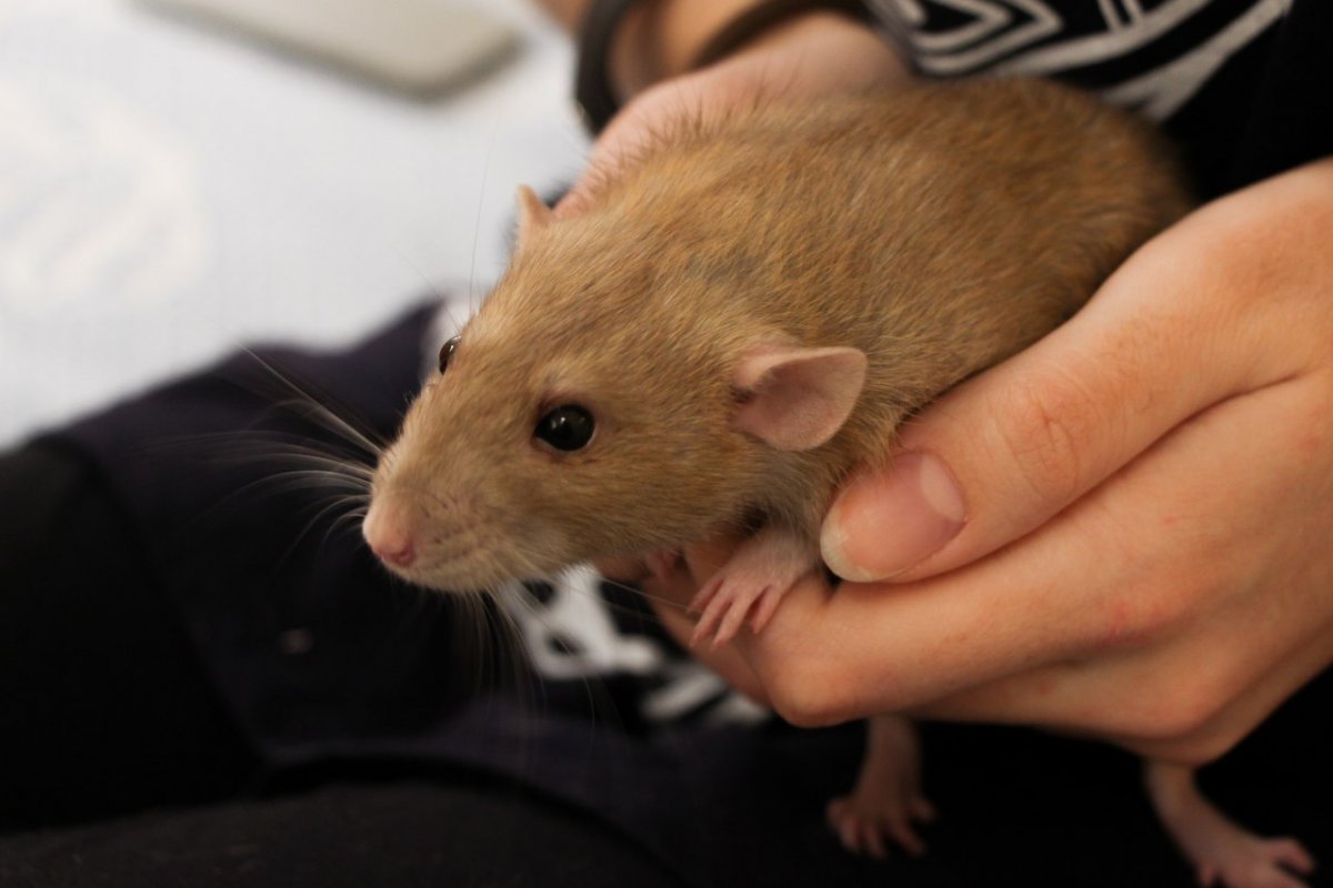 Крыса Дамбо рекс фото