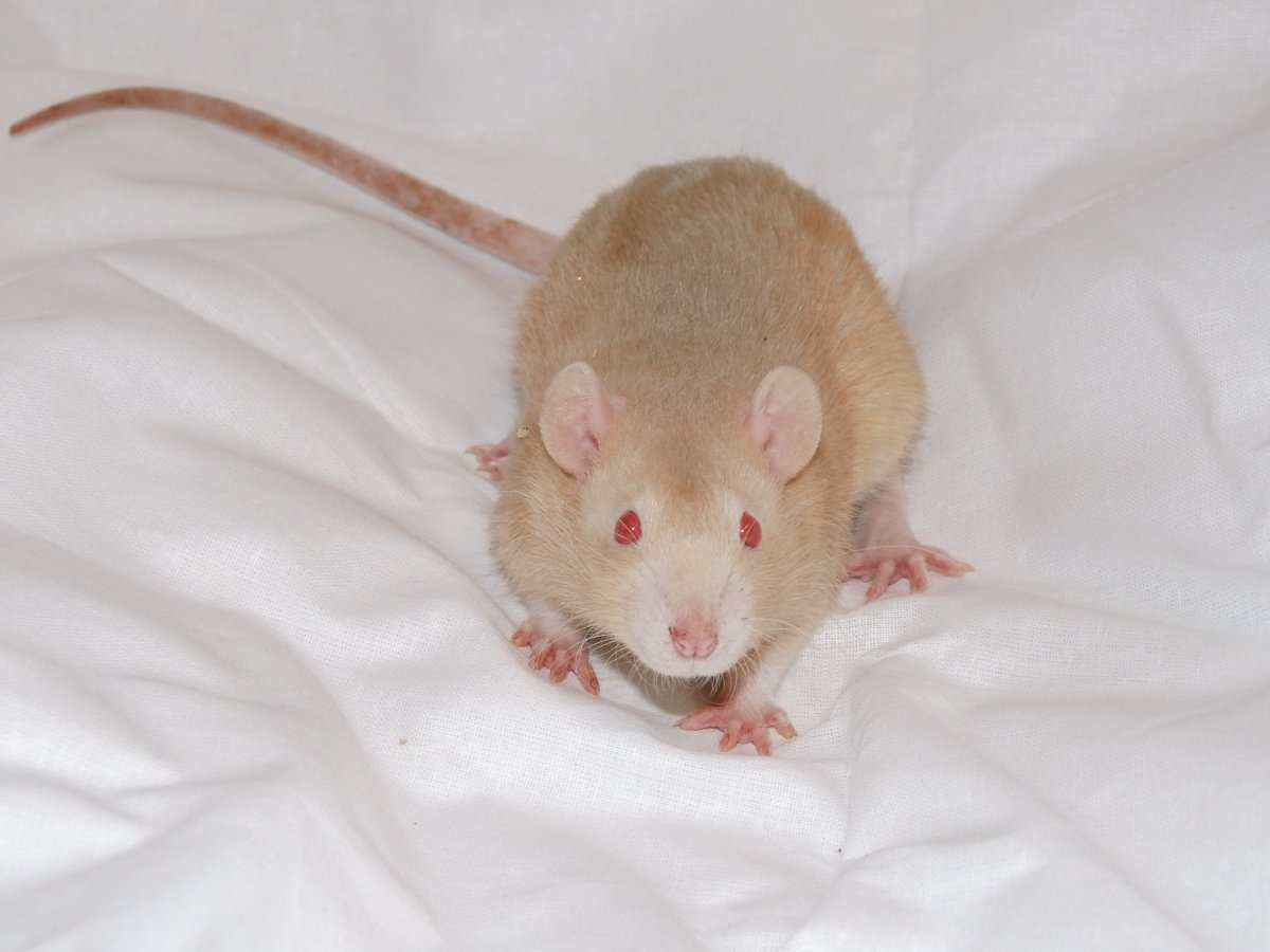 Рыжая домашняя крыса