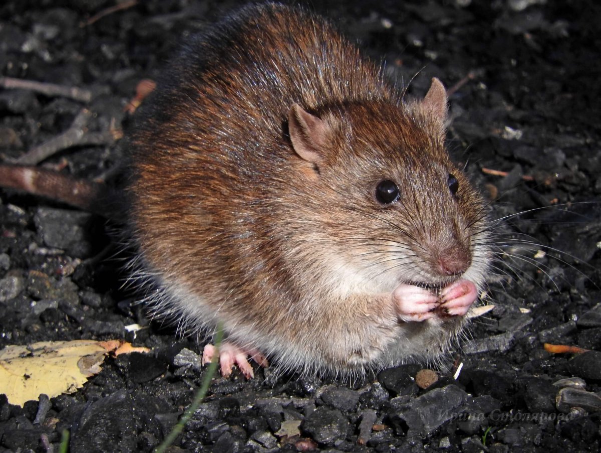 Коричневая крыса