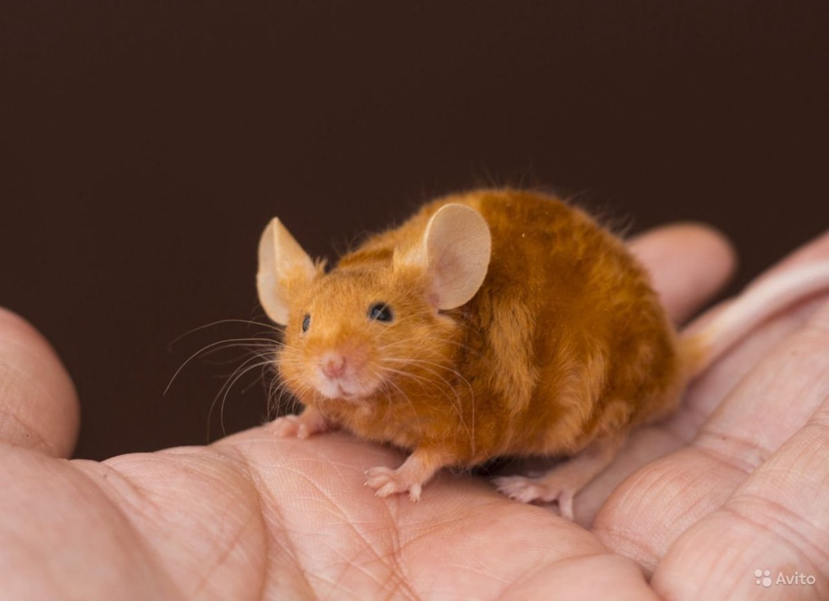 Сатиновая крыса рекс