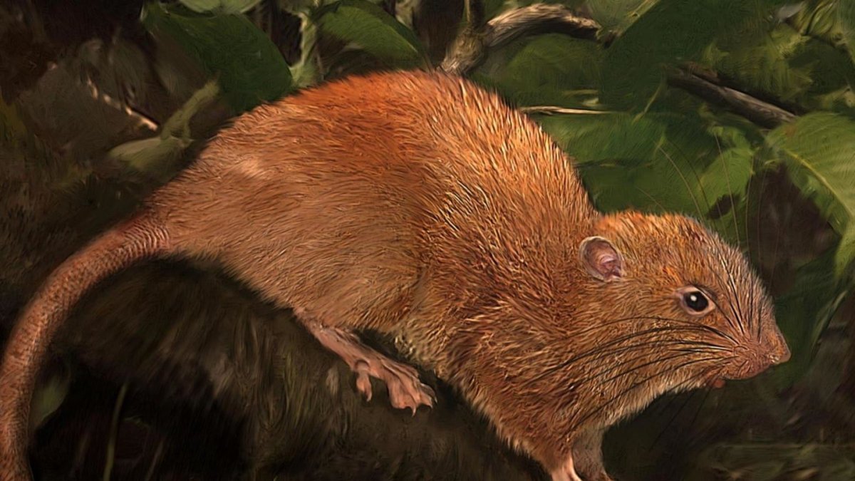 К чему снится крыса рыжая