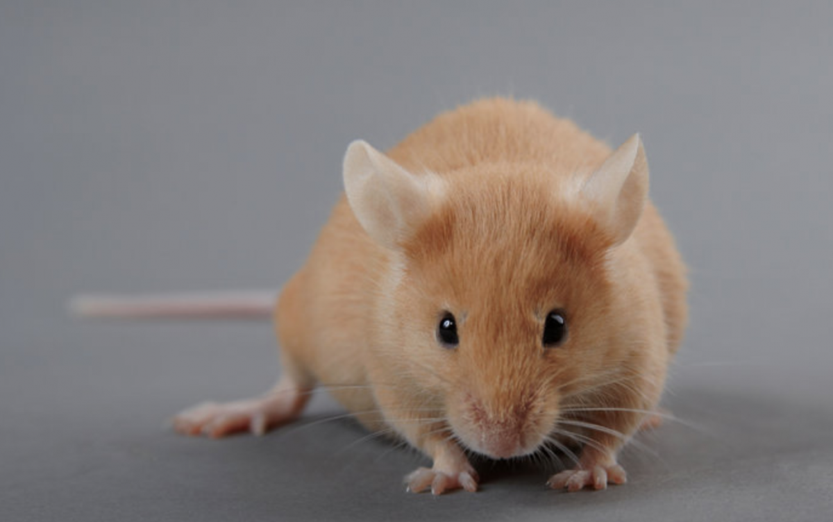 Бежевая мышь