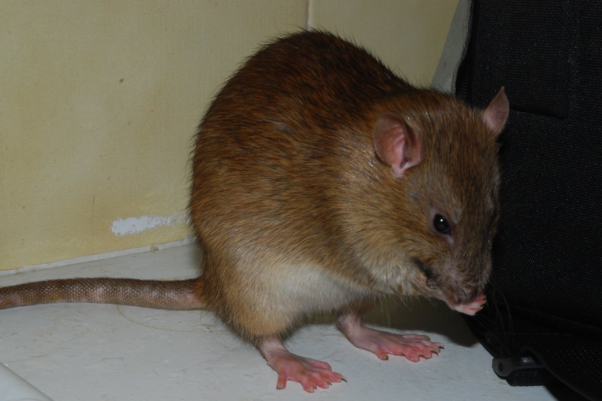 Тростниковые крысы