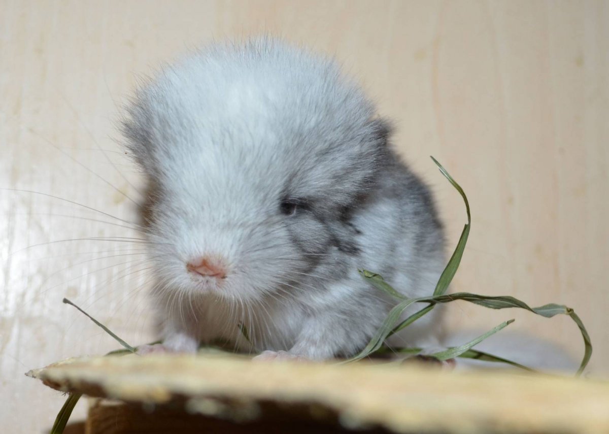 Короткохвостая шиншилла