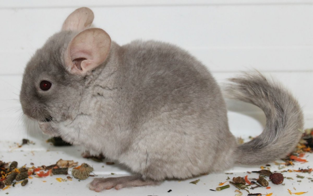 Шиншилла агути