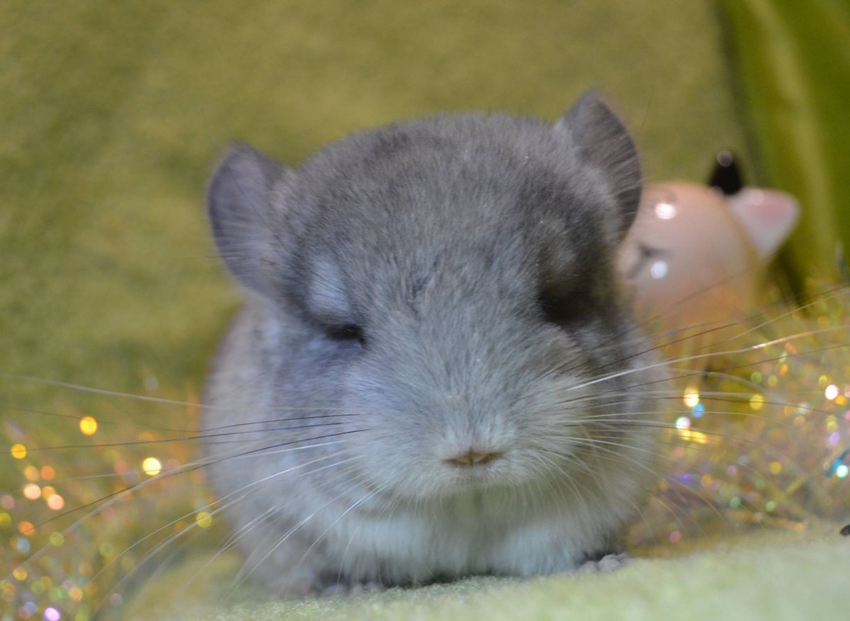 Цвет стекла шиншилла