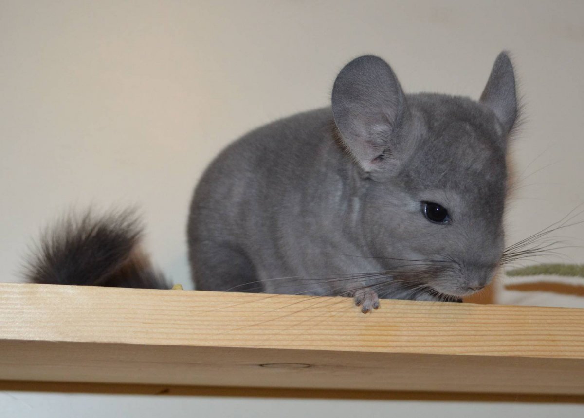 Самая красивая шиншилла в мире