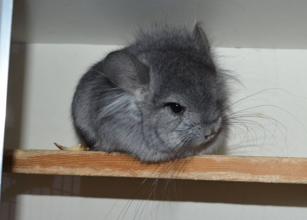 Шиншилла голубой Вильсон