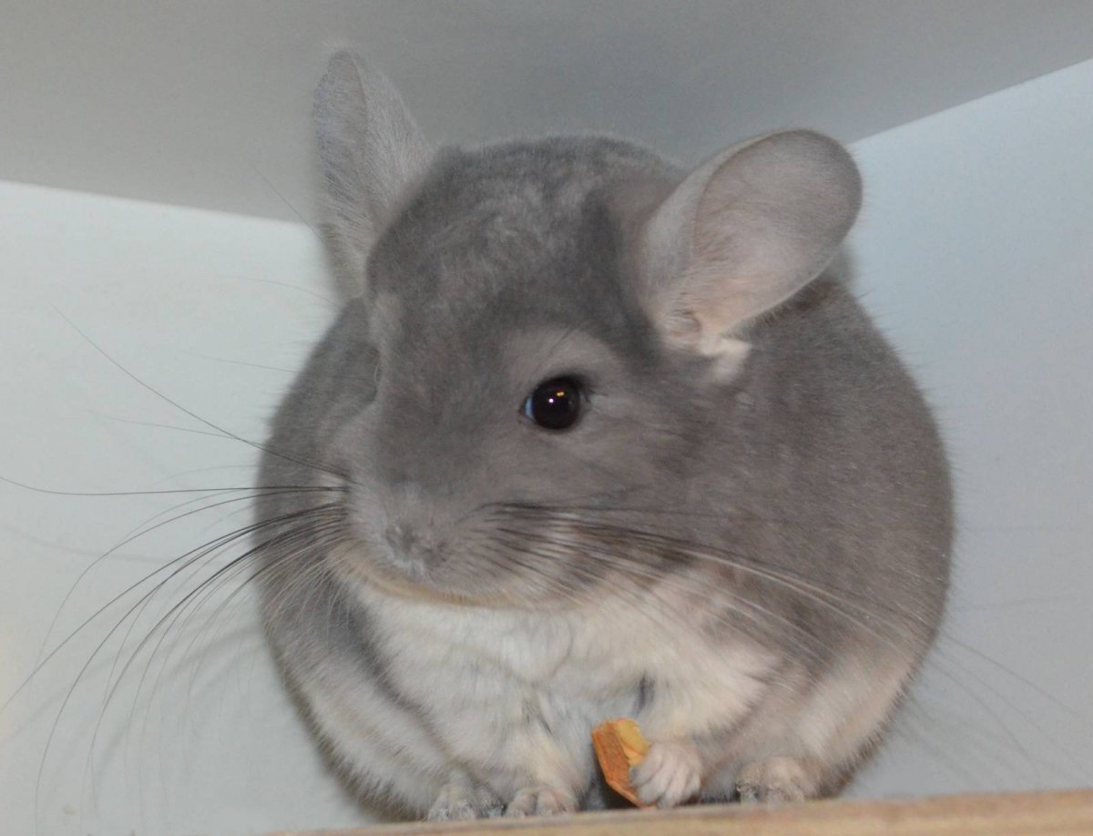 Бежевая Селевана шиншилла