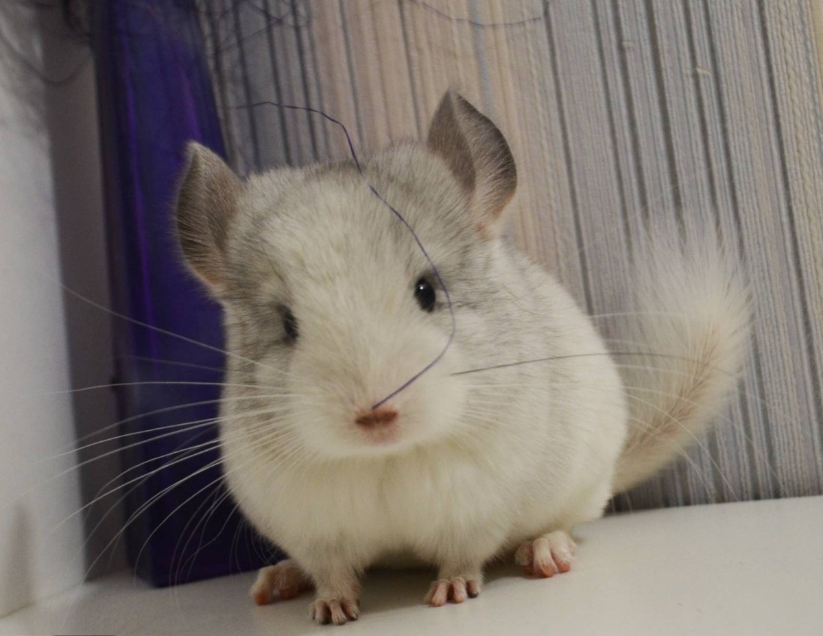 Бритая шиншилла грызун