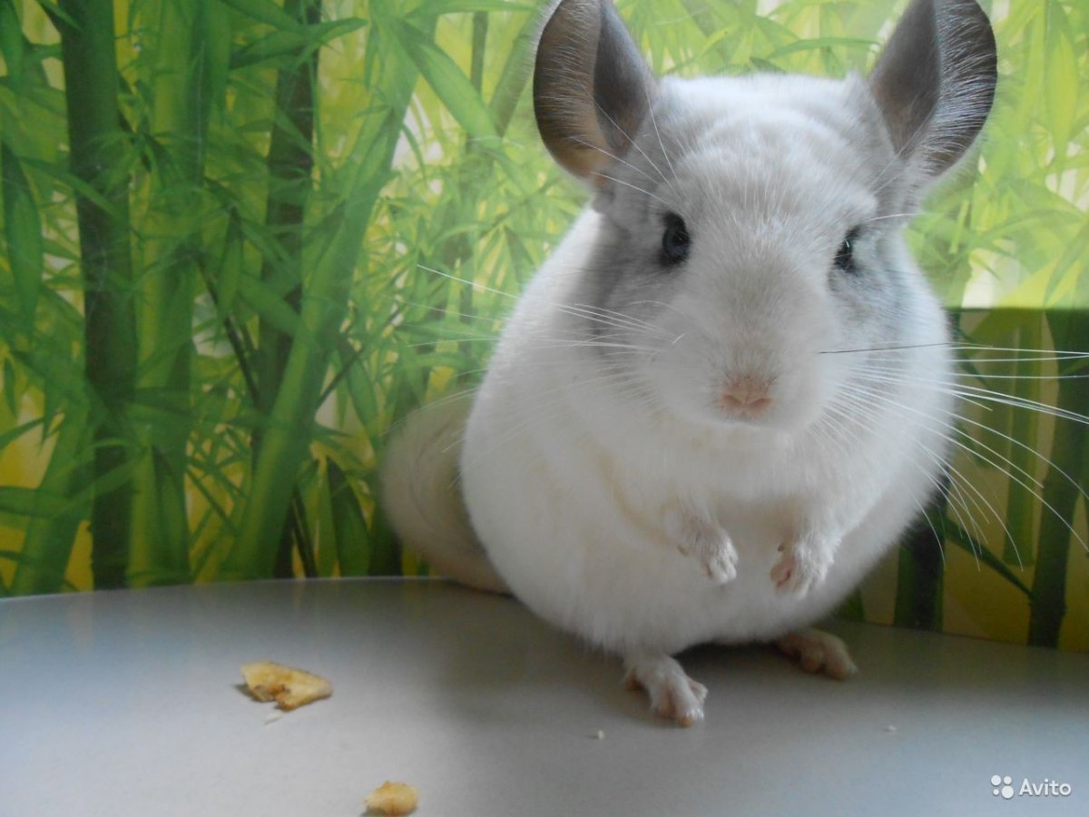 Жирнохвостый тушканчик