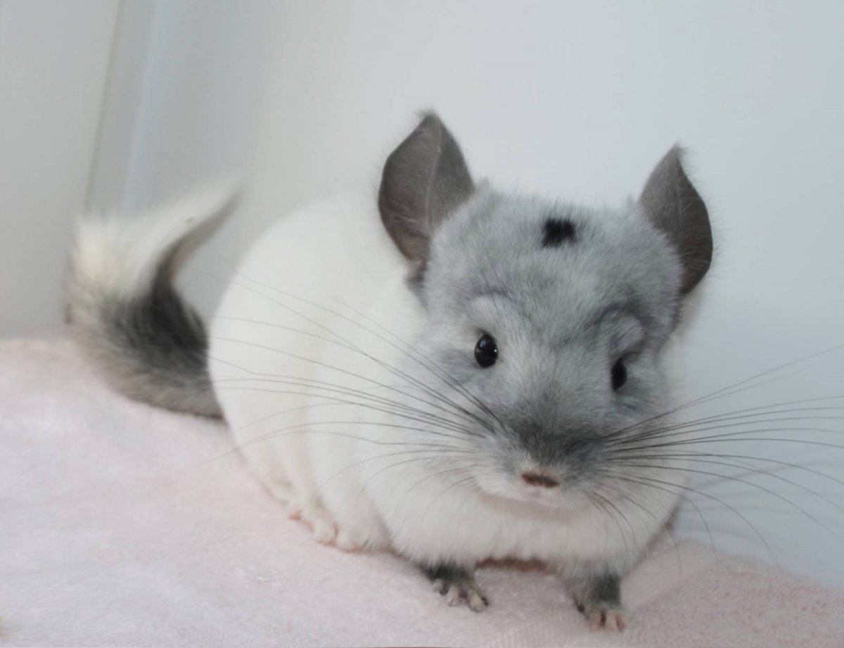 Шиншилла грызун белая кошка