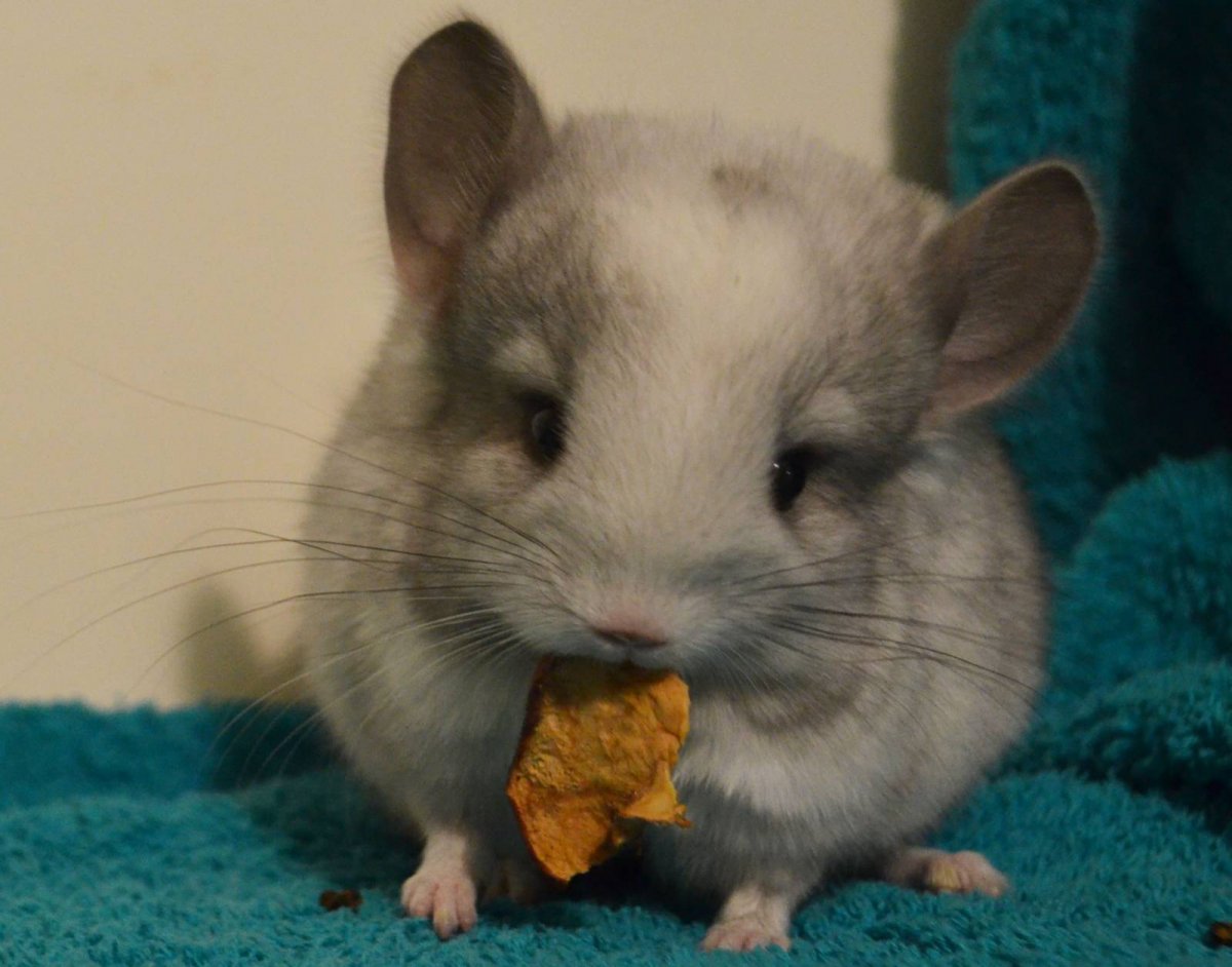 Самая толстая шиншилла в мире