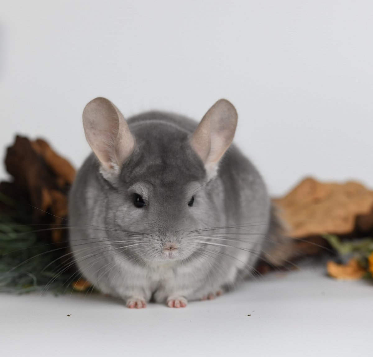 Облысевшая шиншилла