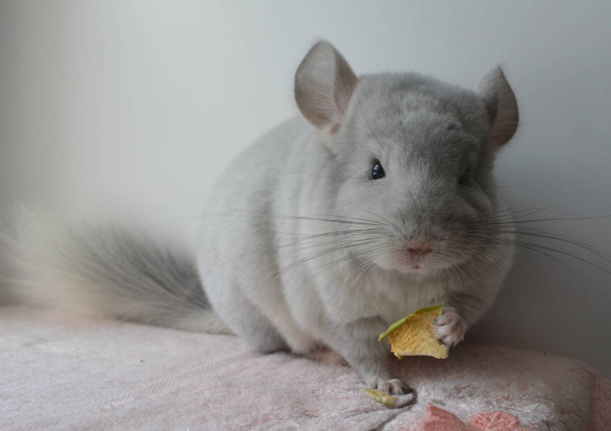 Серебристая шиншилла грызун