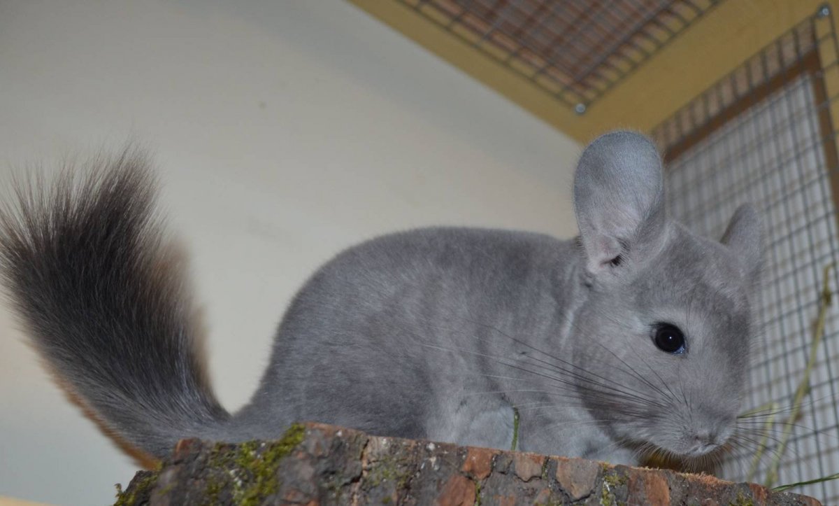 Перуанская шиншилла