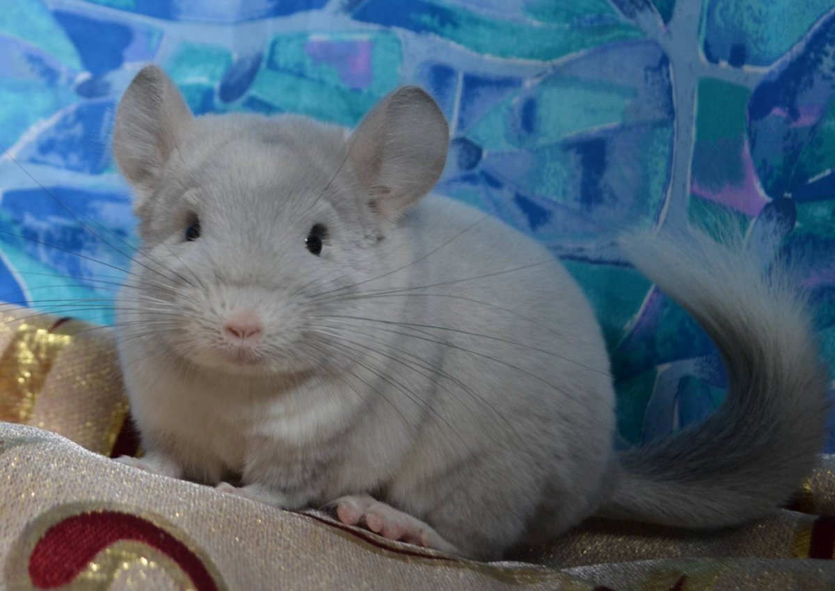 Морская шиншилла