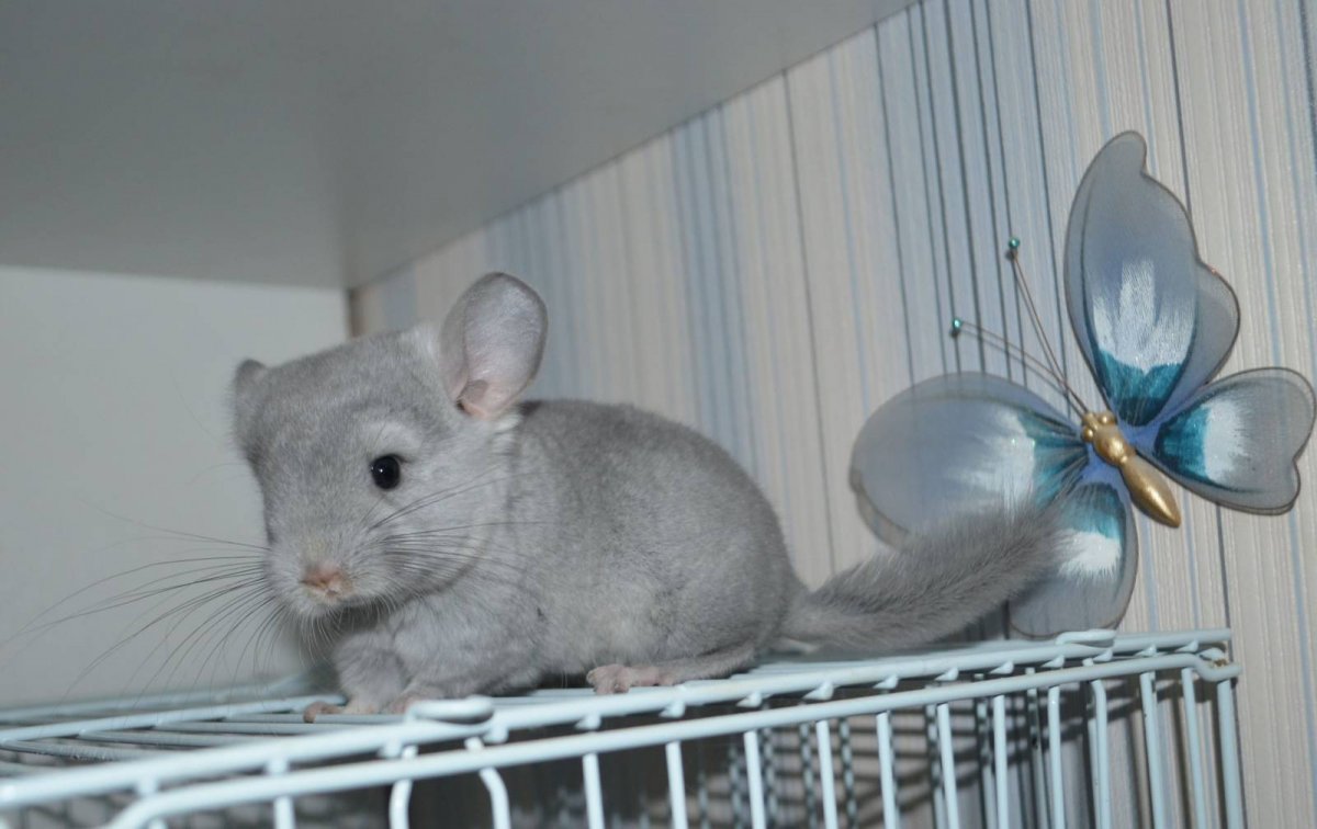 Шиншилла фиолет