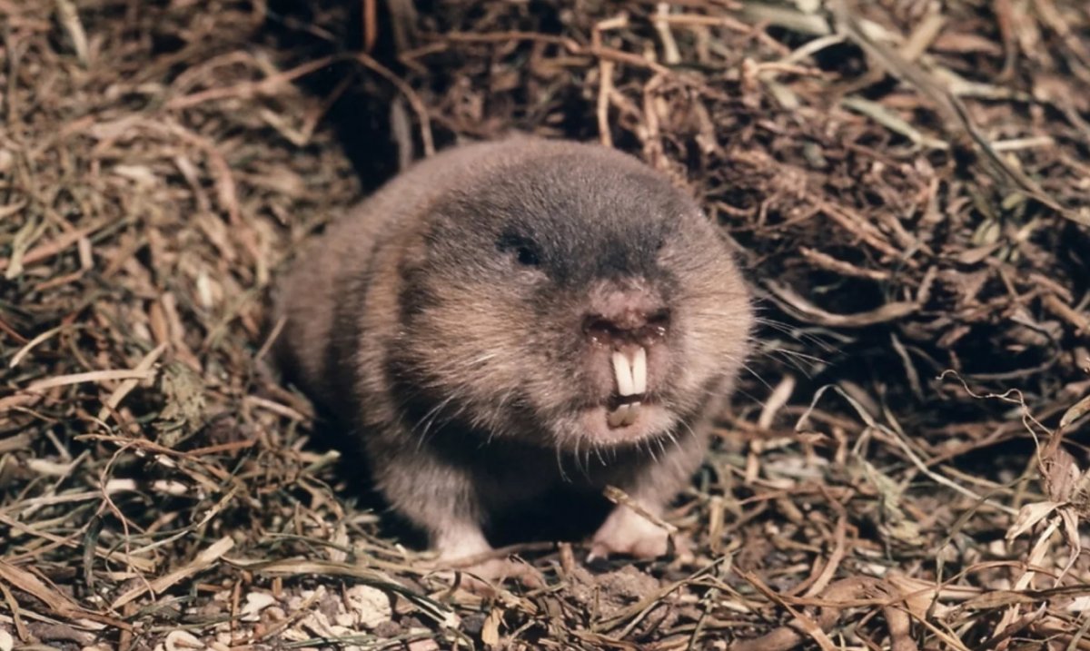 Северная пищуха (Ochotona Hyperborea)