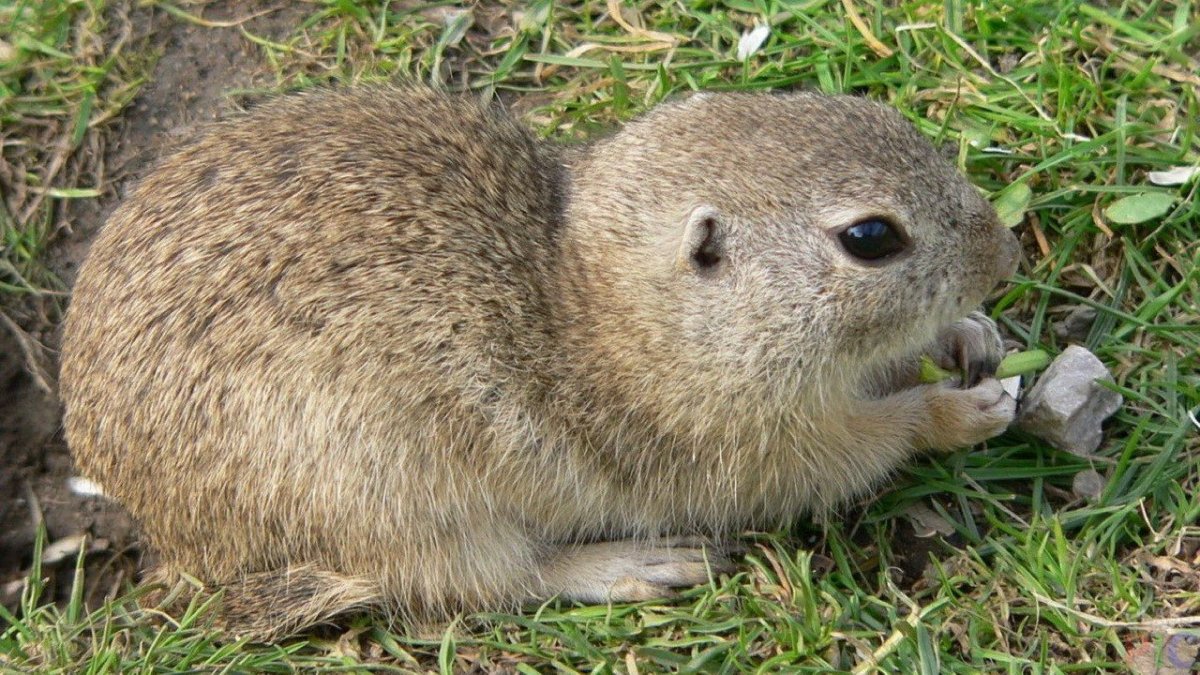 Даурский суслик