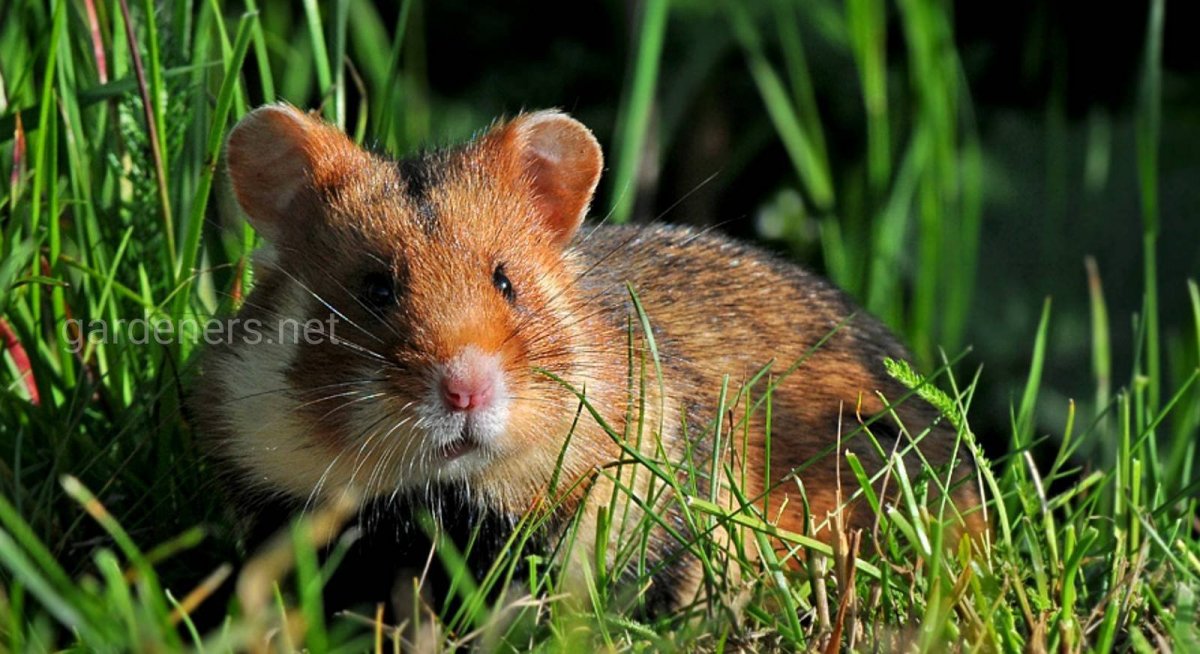 Обыкновенный хомяк Cricetus Cricetus