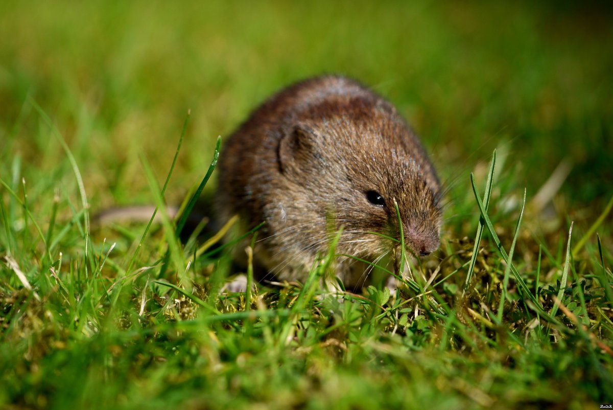 Полевка Миддендорфа