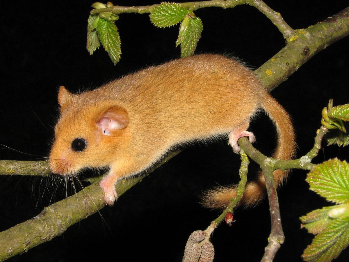 Лесная Соня Удмуртии